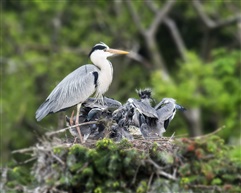 争食——苍鹭