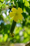 丝瓜花开