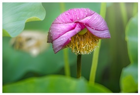 雨后荷花（10）