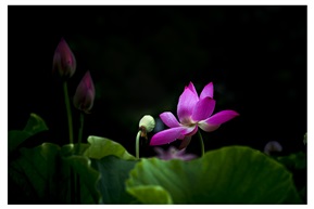 雨后荷花（11）