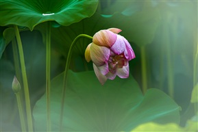 雨后荷花（4）