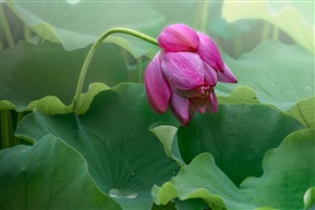 雨后荷花（8）