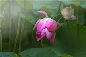 雨后荷花（2）