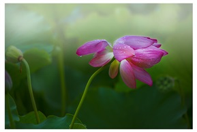 雨后荷花（9）