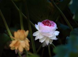 边走边拍8