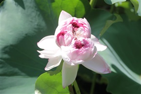 莲开三蒂