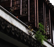 一盆绿植出墙来