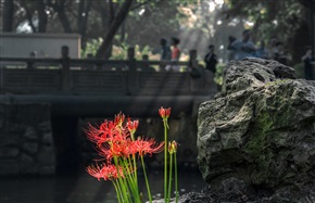 彼岸