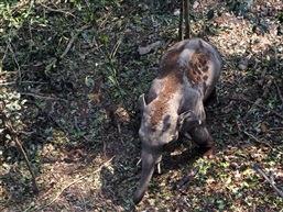 西双版纳野象谷-6