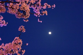 夜樱之月