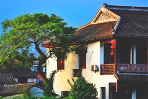 门前一棵树