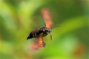 蜂蛾