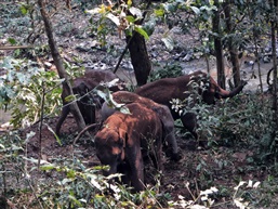 西双版纳野象谷-3