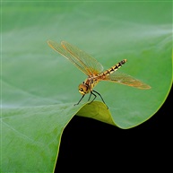 蜻蜓--1