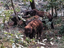 西双版纳野象谷-3