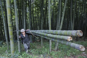 砍竹工人