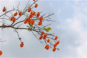 大红柿子高高挂