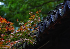 一抹秋意