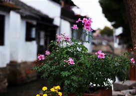 古镇的花