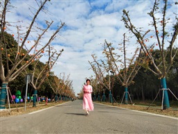 香村秋意