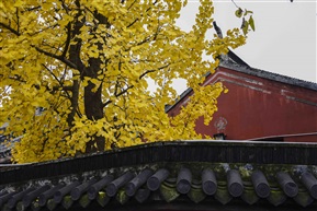 银杏出寺1