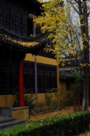 银杏古刹