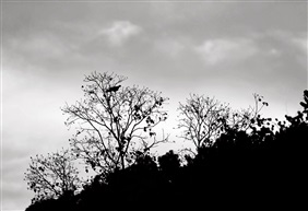 《树》4-1