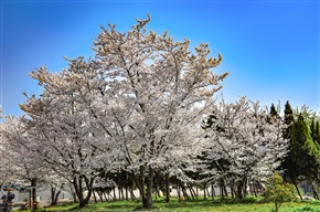 《樱花树（早樱）》（3-2）