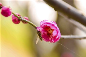 红梅花开