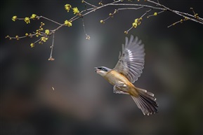 花鸟