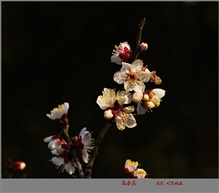 报春花
