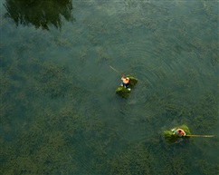 清理水草