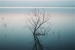 湖中树