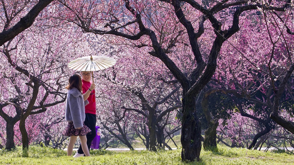 花间漫步