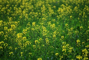 油菜花海