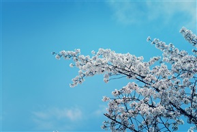 樱花1