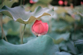 荷