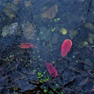 春雨