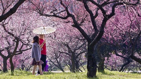 花间漫步