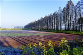 七彩田野