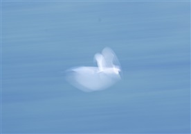 傲翔