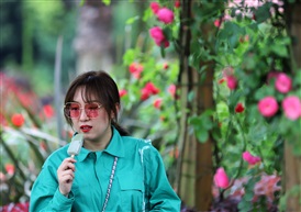 《玫瑰苑随拍》