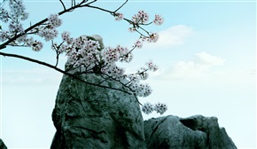 樱花2