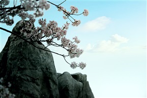 樱