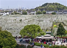 树山梨园花海