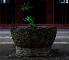 《盆“景”》