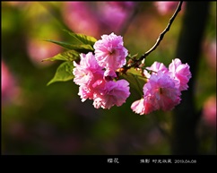 樱花