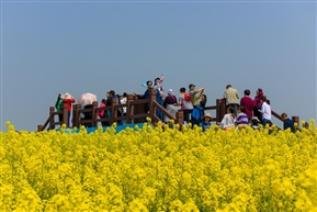 千垛赏菜花1