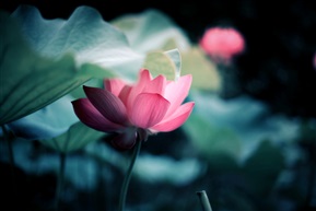 荷