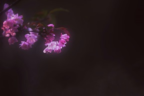 朦胧